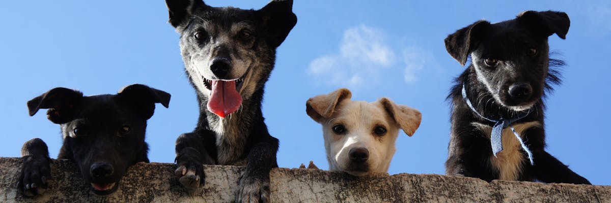 Fuel crisis Australia power outage — candles and emergency lighting during Australian blackout